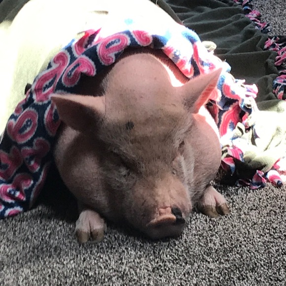 peanutthepig